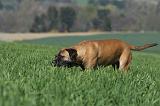 BULLMASTIFF 527